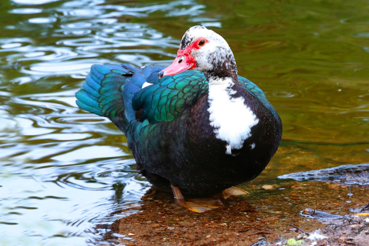 A beautiful muscovy duck in shallow water.