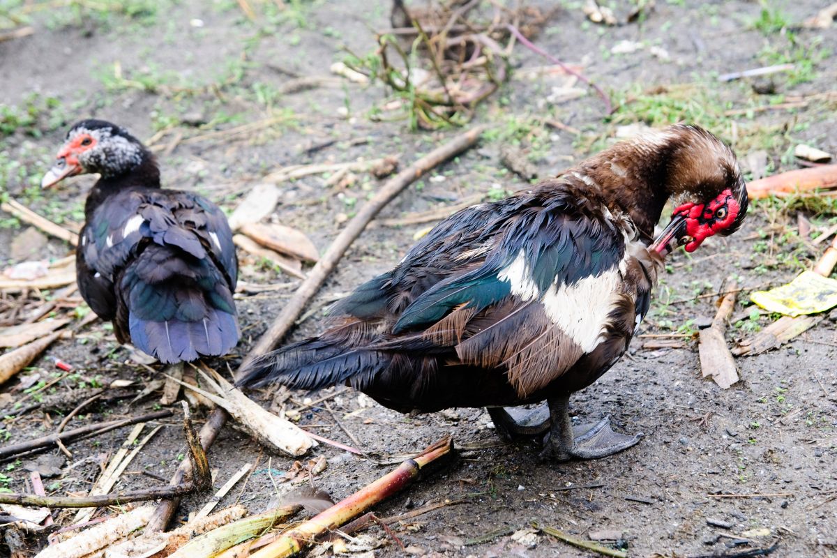 Two muscovy ducks in a backyard.