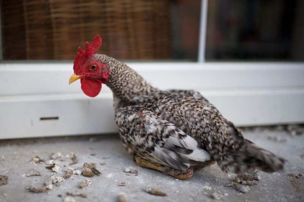 Can Chickens Be Potty Trained? (Actually, Yes!) Chicken & Chicks Info