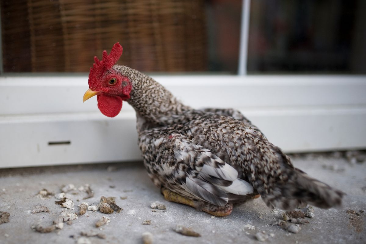 A gray rooster near a window.