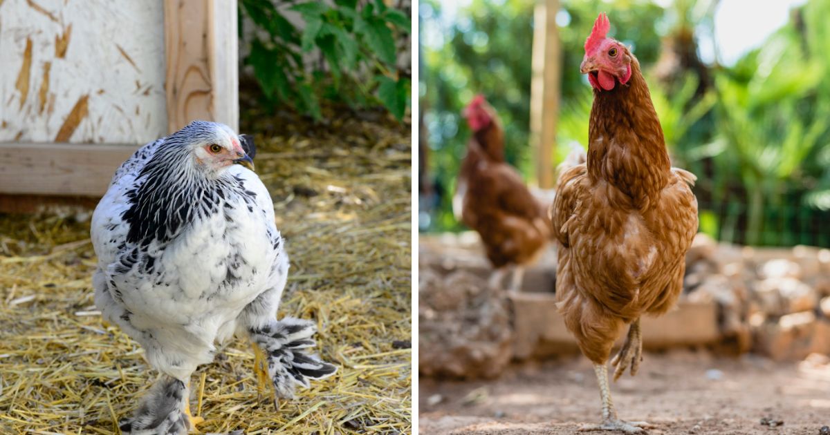 Safeguard for Chickens Dosage, Uses, and More Chicken & Chicks Info