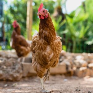 Can Chickens Eat Epsom Salt? (Yes, Home Remedies For Chooks) - Chicken ...