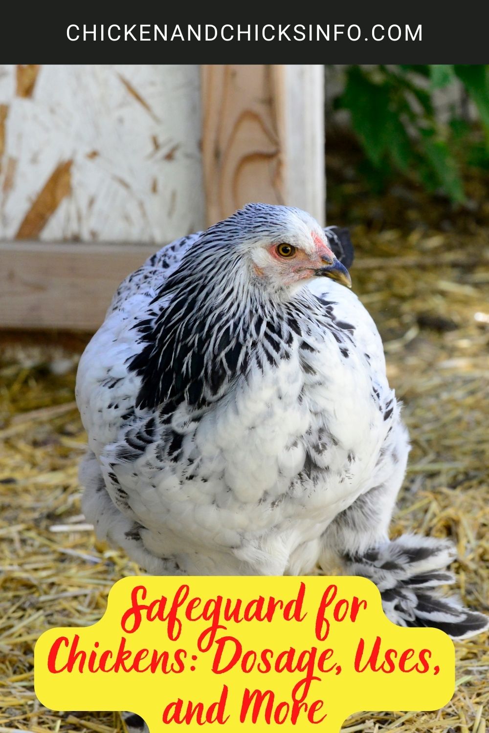 Safeguard for Chickens: Dosage, Uses, and More poster.
