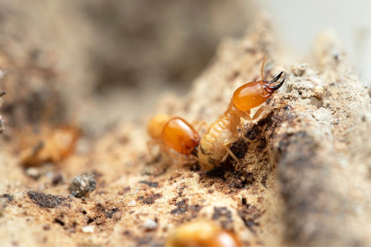 Close-up termites on a wooden log.