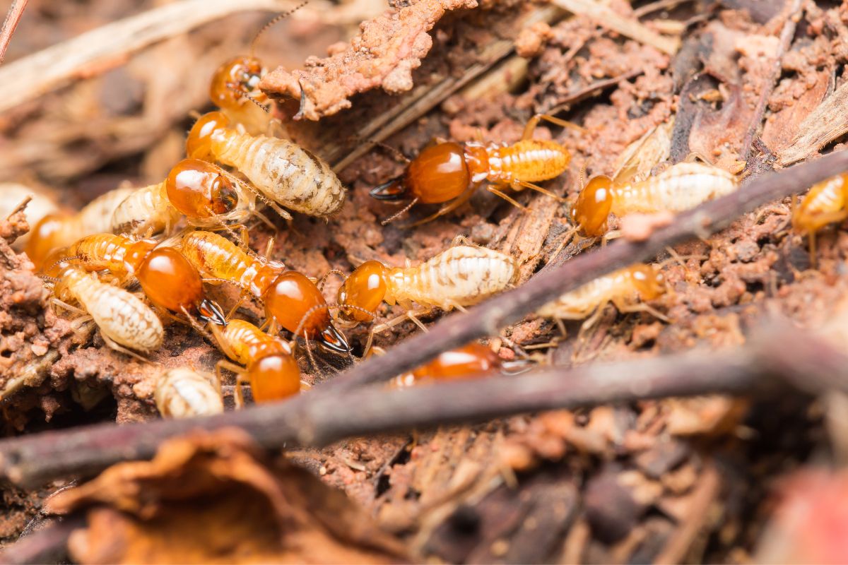 A bunch of termites on a wooden log.