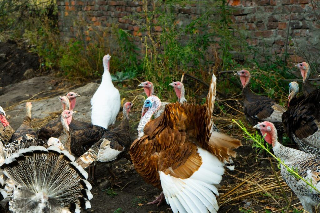 Can Turkeys Live With Chickens? (Yes, Here's How) Chicken & Chicks Info