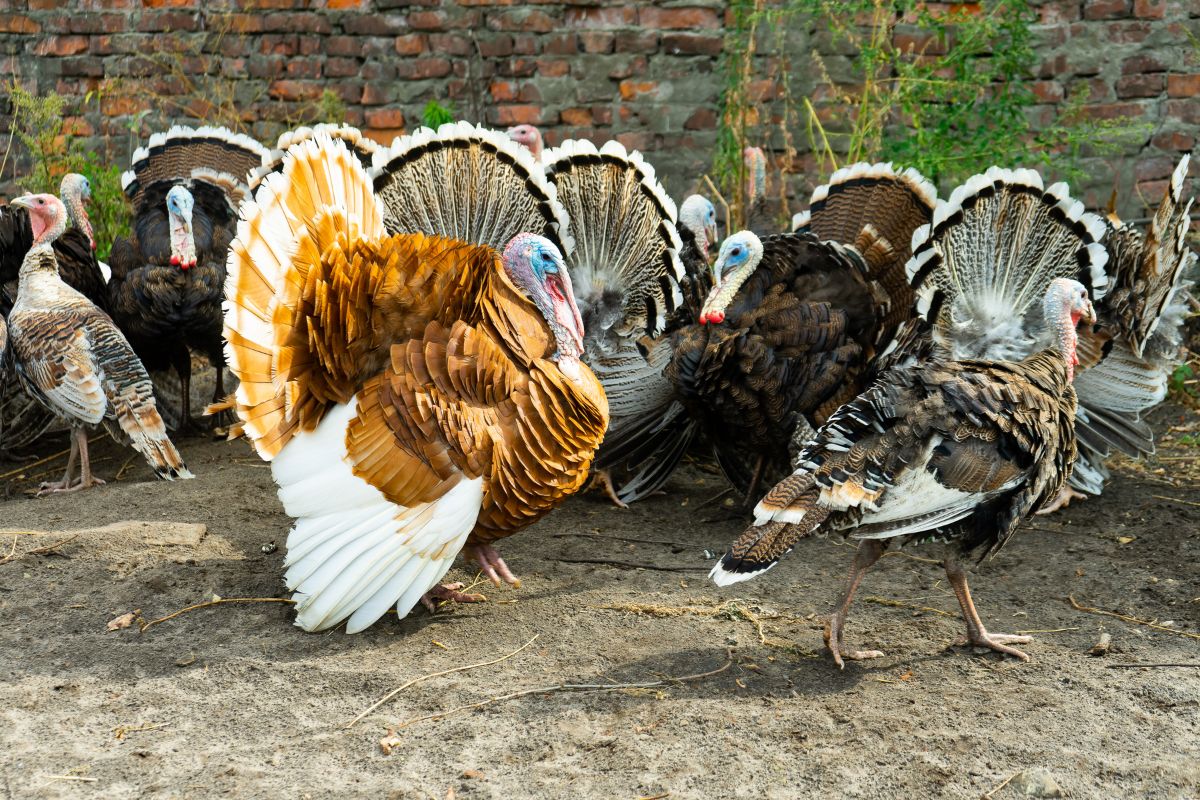 Giant turkeys wandering in a backyard.