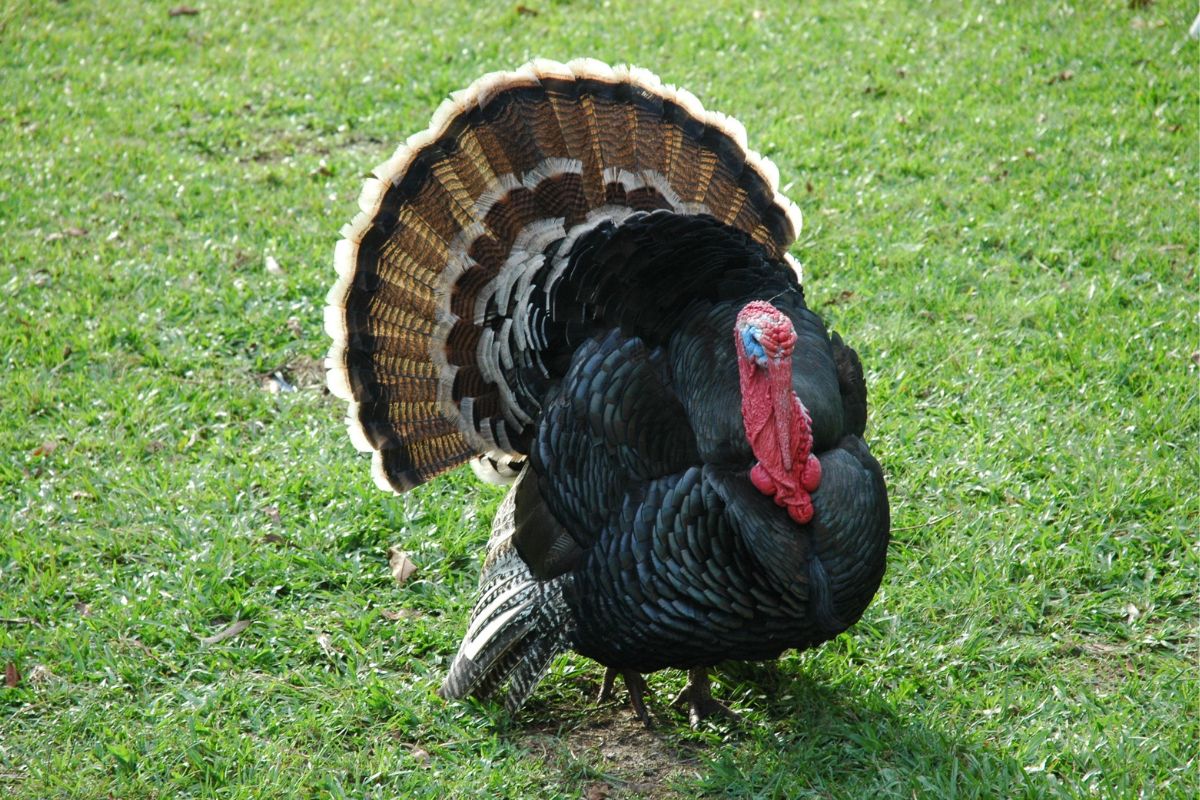 A huge male turkey on pasture.