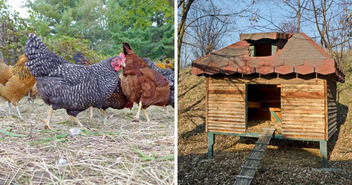Why Do Chickens Eat Their Own Poop? (Gross Questions Answered