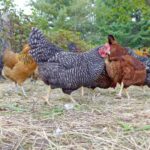 A bunch of chickens wandering in a backyard.