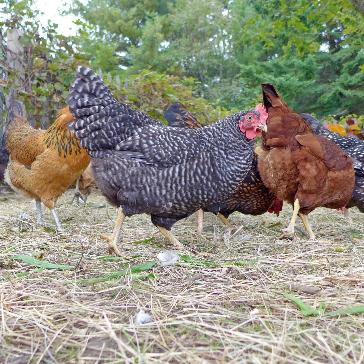 can-turkeys-live-with-chickens-yes-here-s-how-chicken-chicks-info