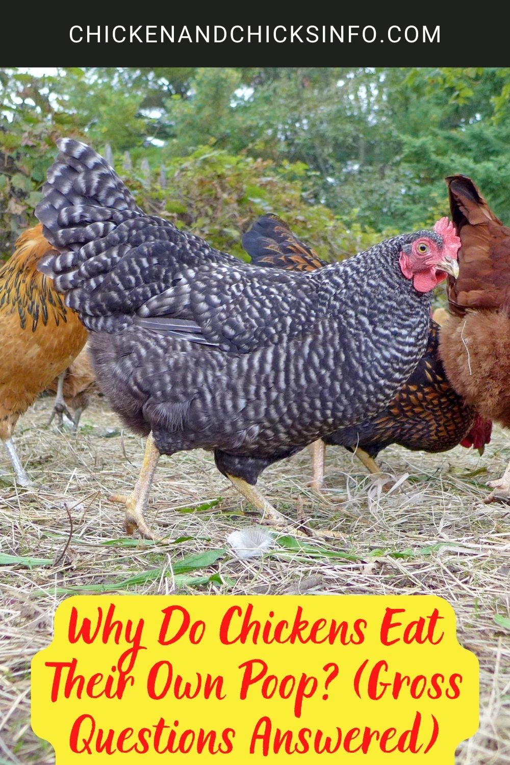 Why Do Chickens Eat Their Own Poop? (Gross Questions Answered) poster.
