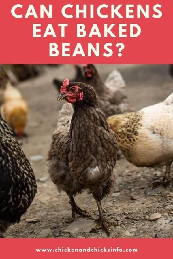 Can Chickens Eat Baked Beans