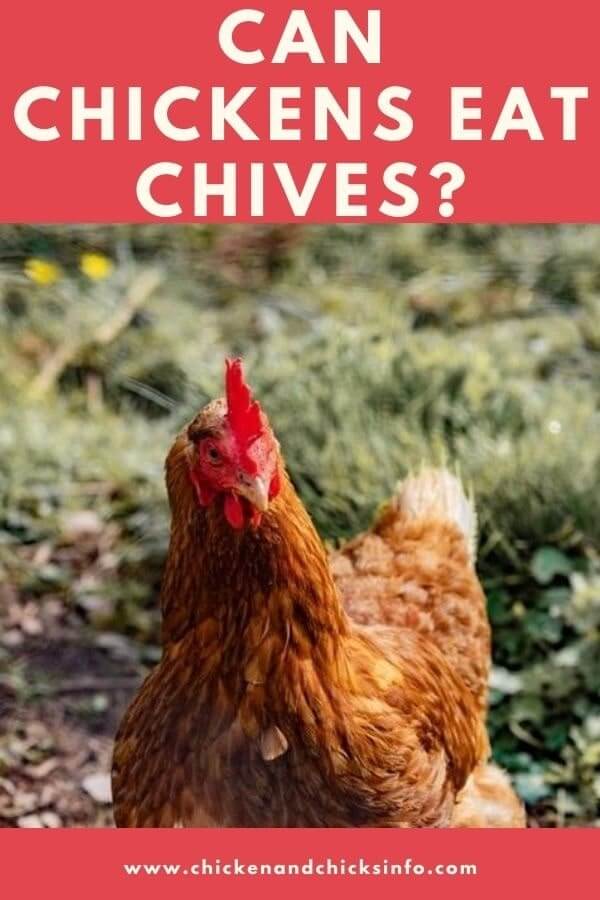 Can Chickens Eat Chives? (Yep + Other Healthy Foods) - Chicken & Chicks ...