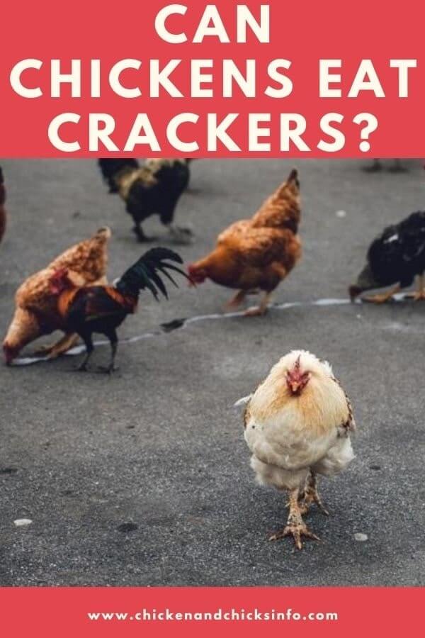 Can Chickens Eat Crackers