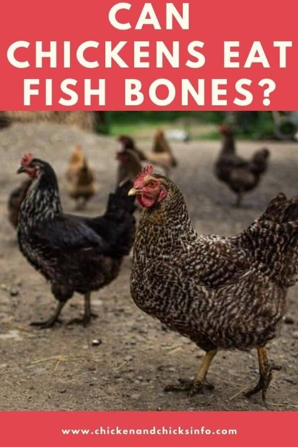 Can Chickens Eat Fish Bones