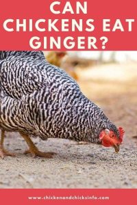 Can Chickens Eat Ginger? (Spices for Chickens!) - Chicken & Chicks Info