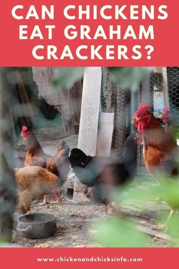 Can Chickens Eat Graham Crackers