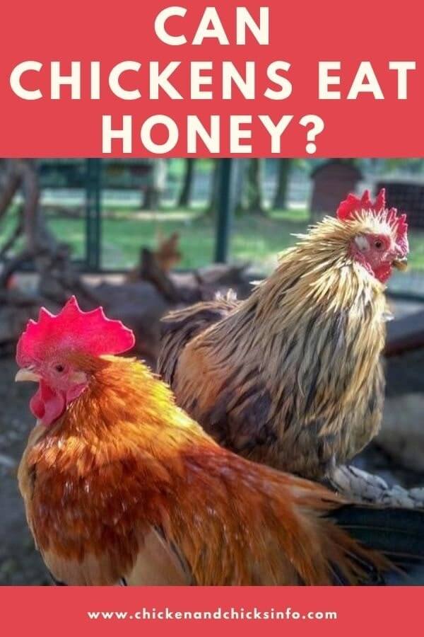 Can Chickens Eat Honey? (Surprising Health Benefits!) Chicken