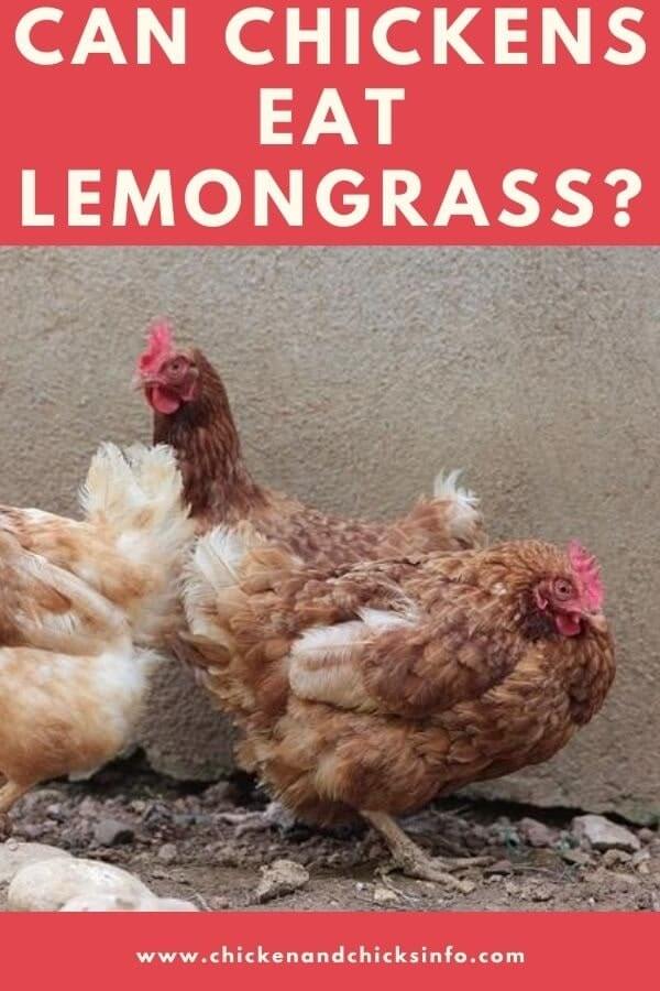 can-chickens-eat-lemongrass-health-benefits-uses-chicken