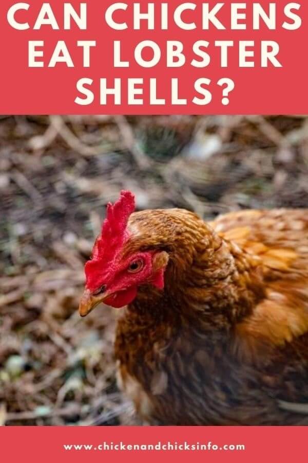 Can Chickens Eat Lobster Shells