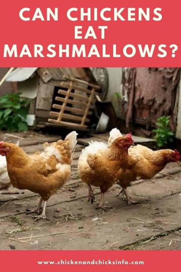 Can Chickens Eat Marshmallows? (Too Squishy and Sugary!) Chicken