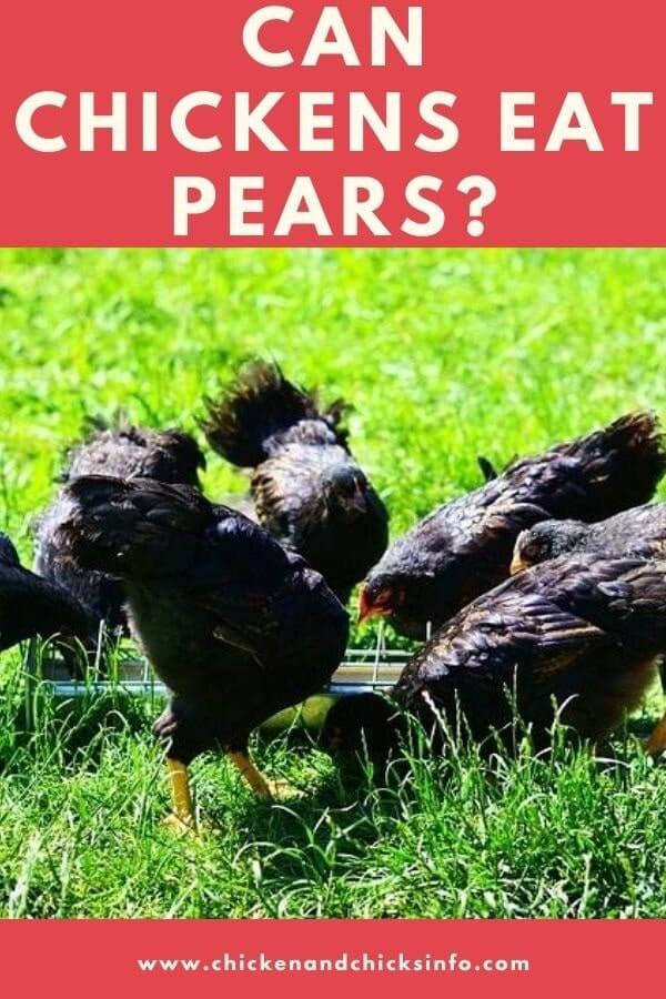 Can Chickens Eat Pears