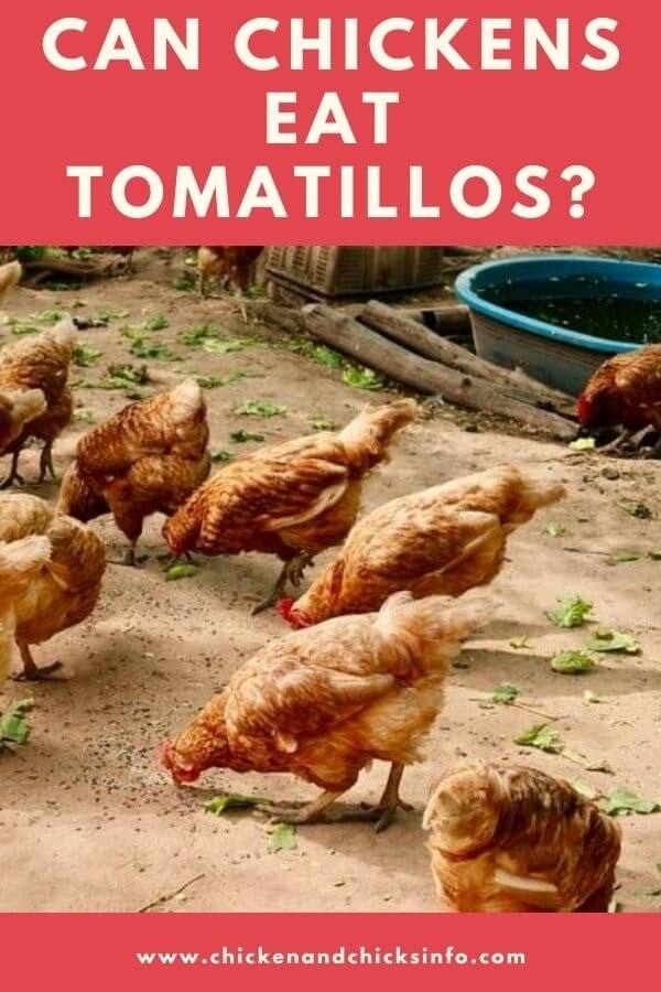 Can Chickens Eat Tomatillos? Precautions With Nightshade Fruits