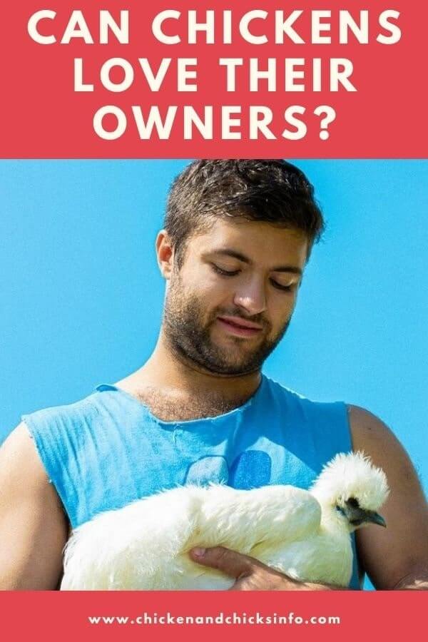 Can Chickens Love Their Owners