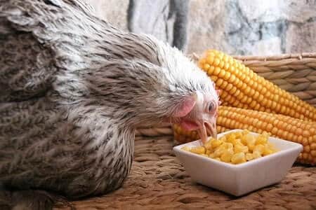 Can You Also Give Your Chickens the Corn Silk