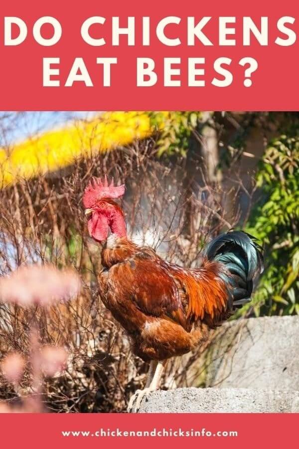 Do Chickens Eat Bees