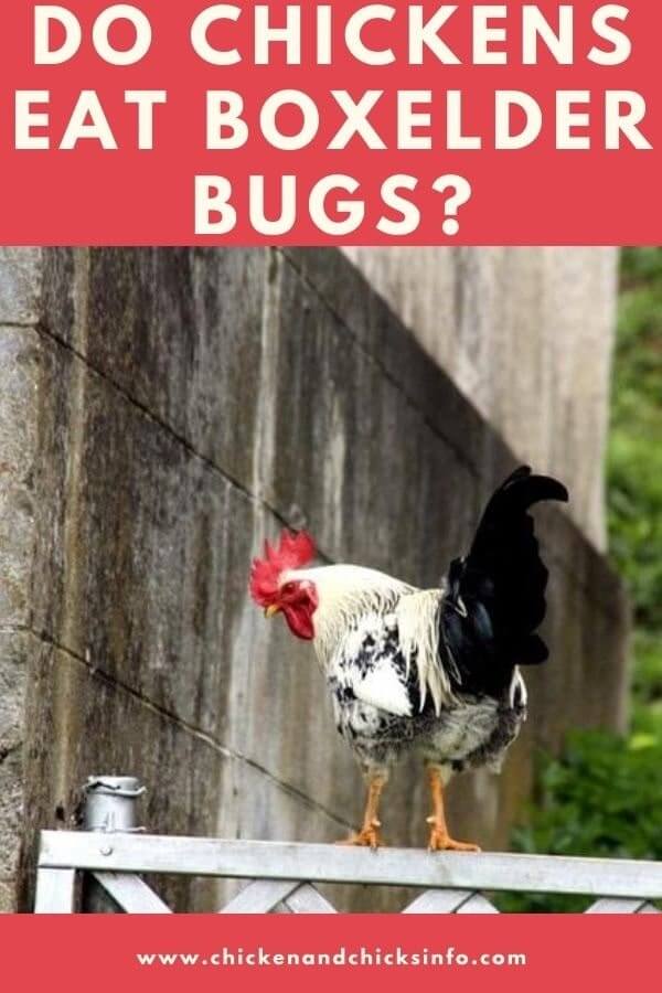 Do Chickens Eat Boxelder Bugs Safe Tasty Snacks For Chooks 