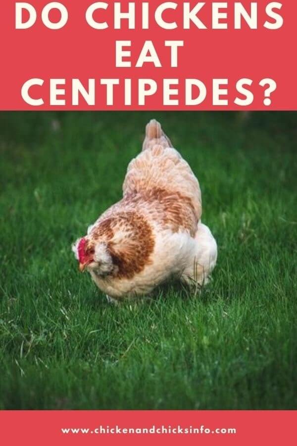 Do Chickens Eat Centipedes