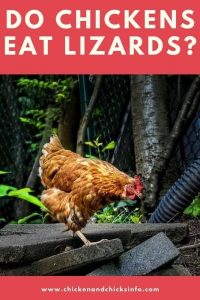 Do Chickens Eat Lizards? (Things To Be Aware Of) - Chicken & Chicks Info