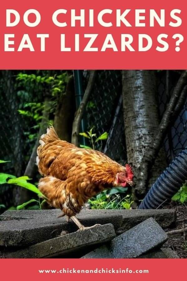 Do Chickens Eat Lizards? (Things To Be Aware Of) Chicken & Chicks Info