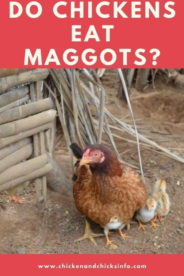 Do Chickens Eat Maggots