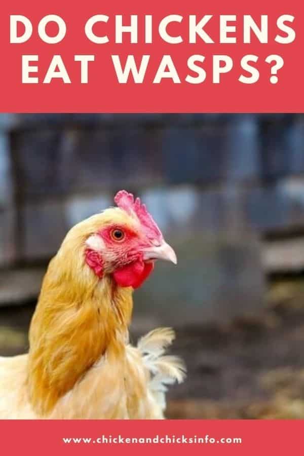 Do Chickens Eat Wasps and Bees