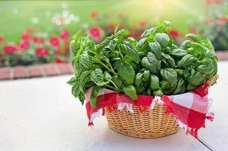 Health Benefits of Basil for Chickens