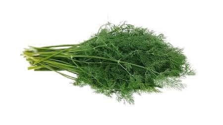 Health Benefits of Dill for Chickens