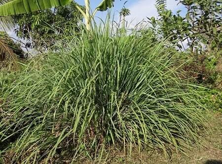 Health Benefits of Lemongrass for Chickens