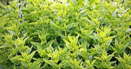 Health Benefits of Mint for Chickens