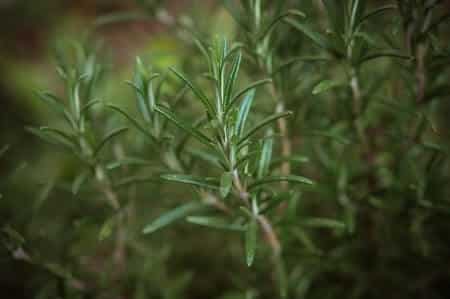 Health Benefits of Rosemary for Chickens
