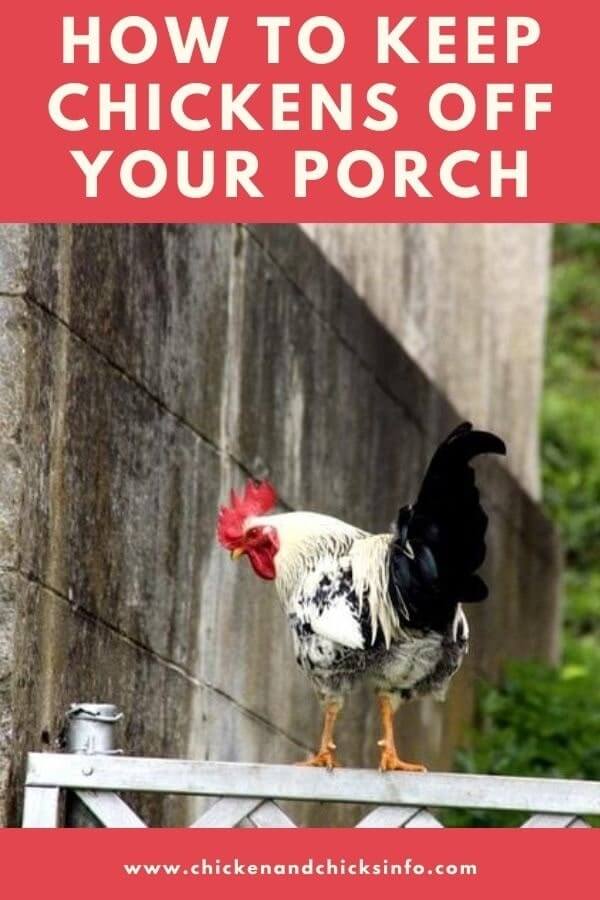 How to Keep Chickens off Your Porch