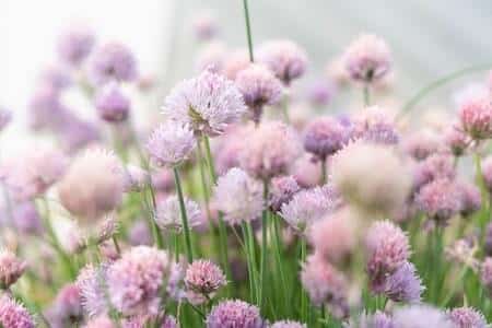 Is It Safe for Chickens to Eat Chives, the Flowers, and Blossoms