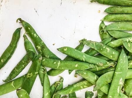 Should You Feed Your Chickens Pea Pods