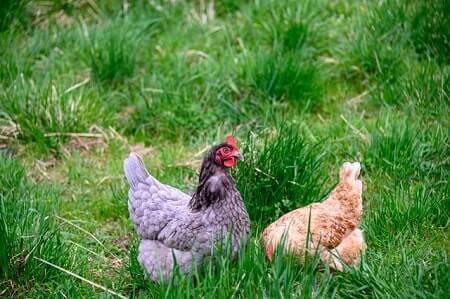 Signs of Mothball Poisoning in Chickens