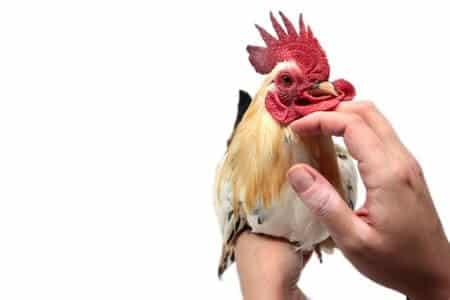 Studies and Science Behind Chickens' Ability to Show Love and Empathy
