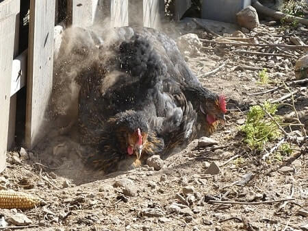 They Are Making a Dust Bath