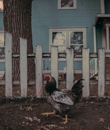 What Can I Use to Keep Chickens Away