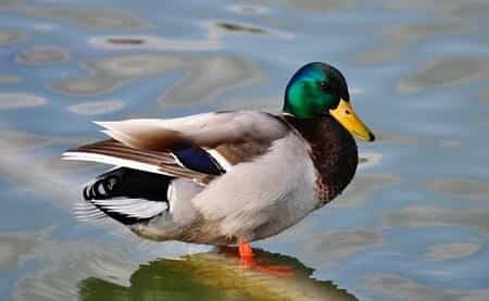 Why Ducks and Chickens Mating Organs Aren't Compatible